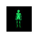 Lot de 10 squelettes d'Halloween EDM - phosphorescents - 71858