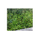 Treillis feuilles de rosier JET7GARDEN 1,00x2,00m - vert tendre