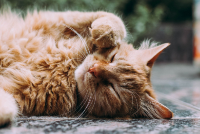 Les chats aiment le confort : offrez-leur ce qu’il y a de mieux